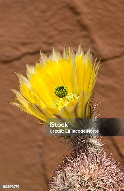 Fiore Giallo Echinocereus Triglochidiatus - Fotografie stock e altre immagini di Adobe - Adobe, Close-up, Composizione verticale