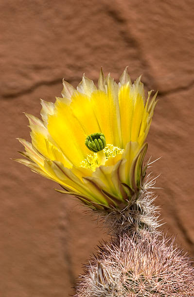 desabrochando amarelo cacto hedgehog - single flower flower cactus hedgehog cactus imagens e fotografias de stock