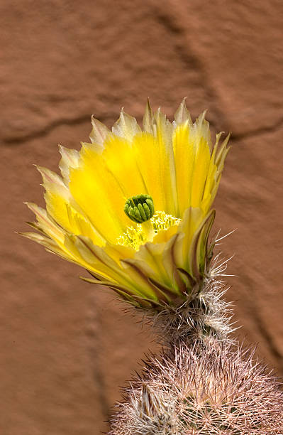 цветущие желтые ежик кактус - single flower flower cactus hedgehog cactus стоковые фото и изображения