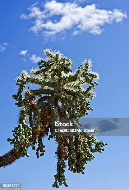 Photo libre de droit de Cactus Laineux banque d'images et plus d'images libres de droit de Arizona - Arizona, Cactus, Cactus laineux