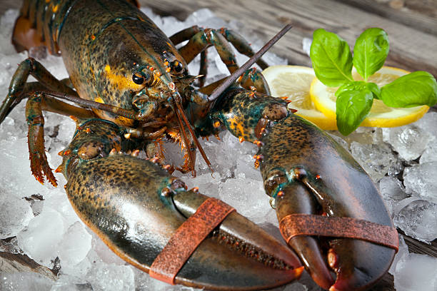 istock Living lobster on ice 183893864