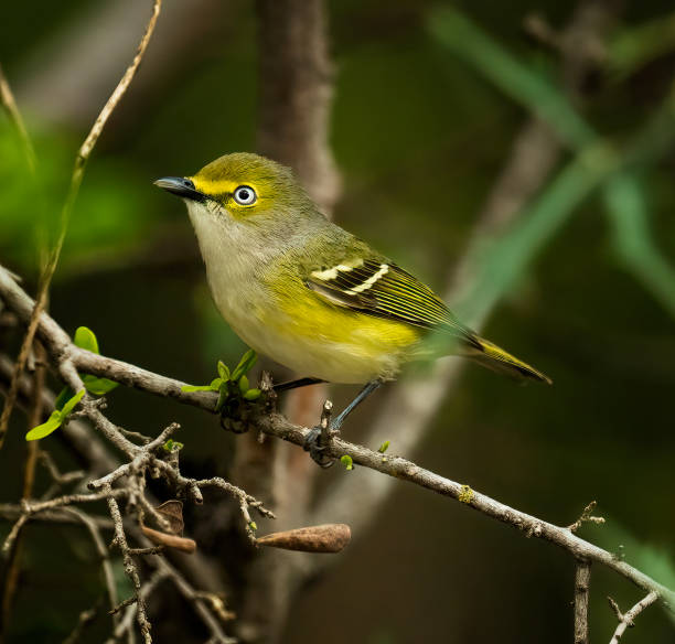 istock White Eyed Vireo 1838939581