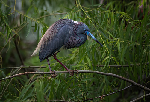 A Tricolored Heron perched on a branch