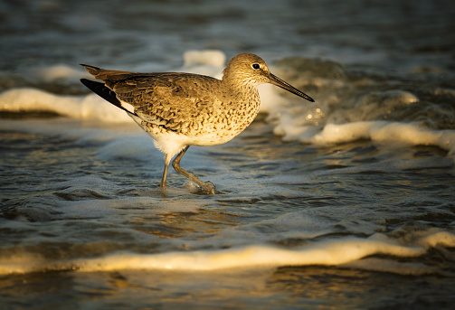 A Willet in late day light along the Gulf of Mexico