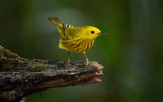 A yellow warbler on a perch