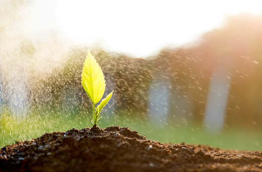 Green seedling in the rain.