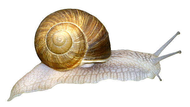 istock Isolated snail of Burgundy 183895864