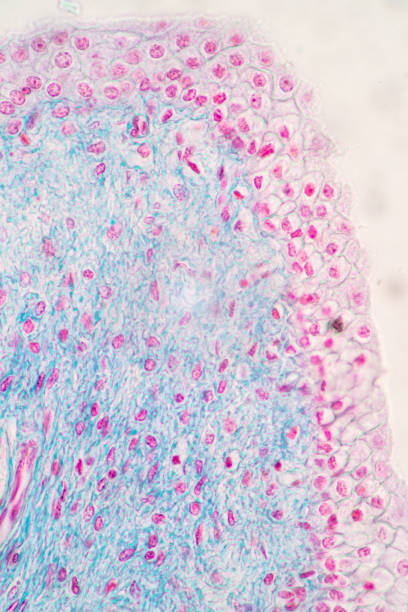 Micrograph of the Urinary bladder human under the microscope for education in the laboratory. Showing Light micrograph of the Urinary bladder human under the microscope for education in the laboratory. urothelium stock pictures, royalty-free photos & images
