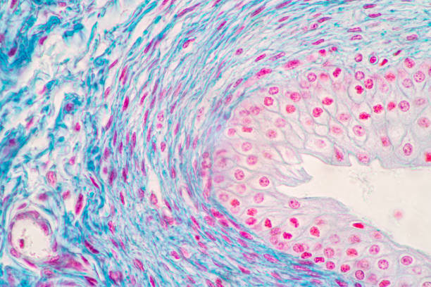 Micrograph of the Urinary bladder human under the microscope for education in the laboratory. Showing Light micrograph of the Urinary bladder human under the microscope for education in the laboratory. lamina propria stock pictures, royalty-free photos & images