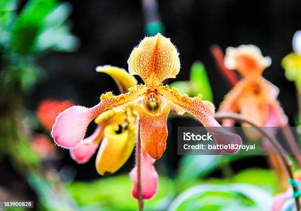 Orchid Flower In Thailand Stock Photo - Download Image Now - Adult, Biology, Botany