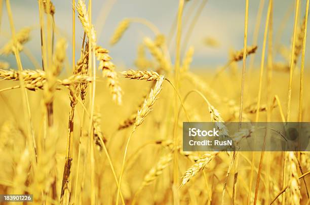 Weizen Field Stockfoto und mehr Bilder von Agrarbetrieb - Agrarbetrieb, Ausgedörrt, Bildhintergrund