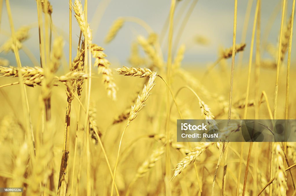 wheat campo di - Foto stock royalty-free di Agricoltura