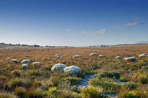 Everlastings (Syncarpha vestita). Also called by the following name: Cape snow. Fynbush,  Desert flower in South Africa.