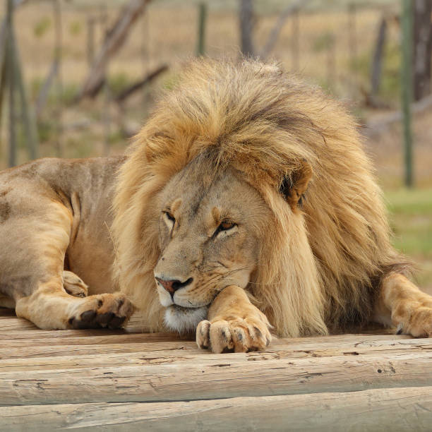 porträt eines großen männlichen löwen, südafrika - lion mane strength male animal stock-fotos und bilder