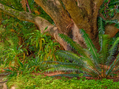 Flowers, plants and trees in Kirstenbosch Botanical Gardens in Cape Town, South Africa,