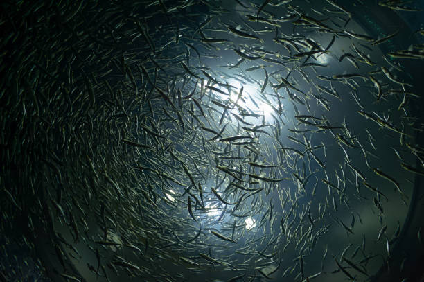 Swirling fish under a luminous spotlight.