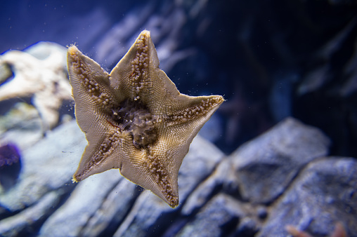 A starfish creates a captivating sight, adhered to the glass.
