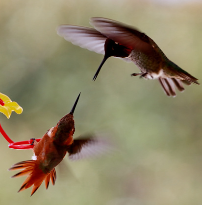 Hummingbirds fighting at backyard feeder