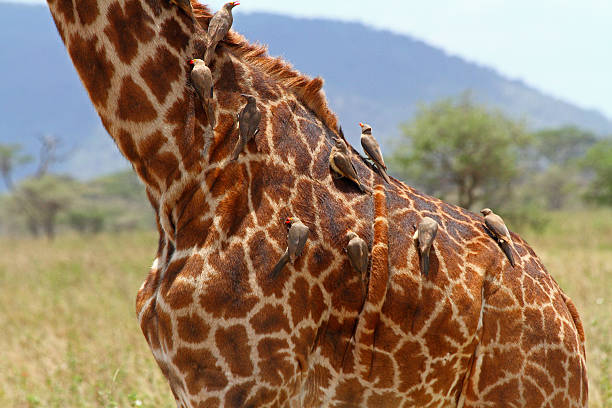 A group of oxpeckers (Buphagus africanus) cleaning a giraffe of lice