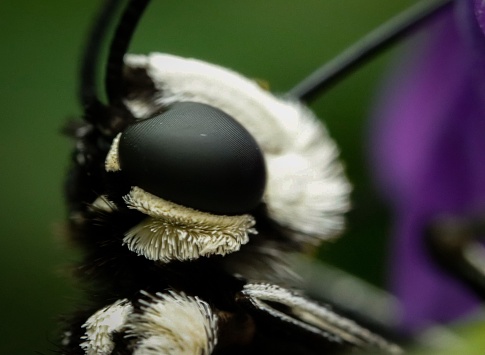 Macro shot of a butterfly’s face