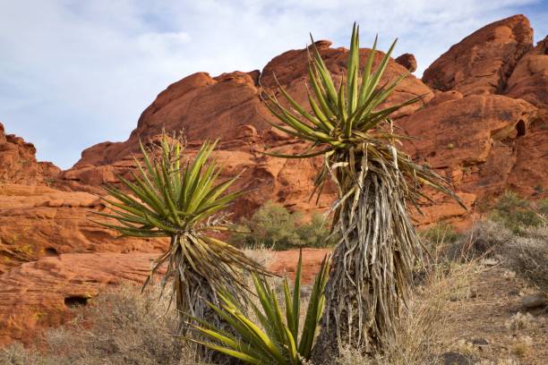 Only about 15 miles from Las Vegas, Red Rock Canyon National Conservation Area offers amazing vistas of colorful rocks, attracting two million visitors annually to its scenic drive, hiking trails, and rock climbing opportunities.