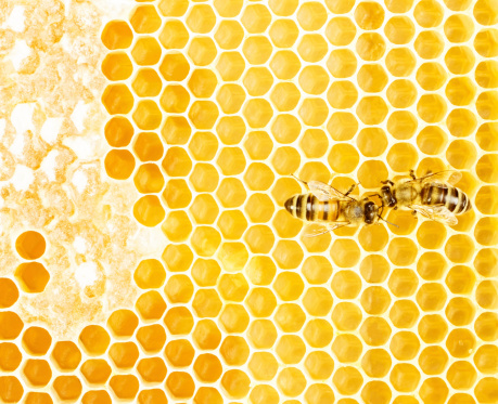 A DSLR close-up photo of honeycomb filled with honey. Space for copy.