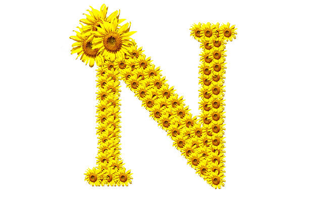 "N" sunflower alphabet stock photo