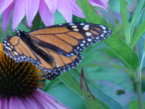 istock Monarch Butterfly feeding on leaves 1839069386