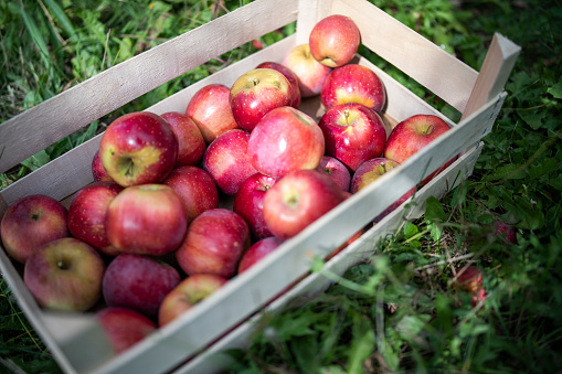 A crate of freshly picked organic apples in orchard.