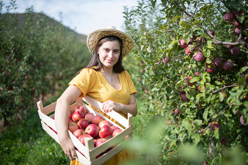 Cheerful young woman harvesting apples from tree.