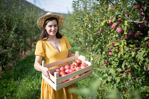 Happy smiling female farmer worker crop picking fresh ripe apples with Emblem of Ukraine in orchard garden during autumn harvest. Harvesting time