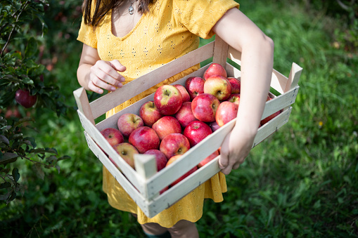 Young female farmer harvesting ripe apples from orchard garden.