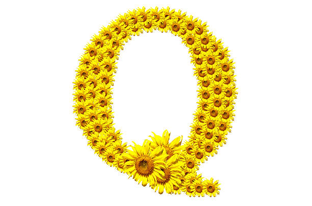 "Q" sunflower alphabet stock photo
