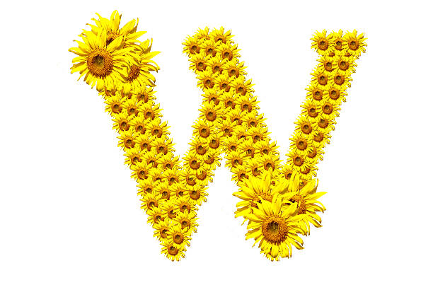"W" sunflower alphabet stock photo