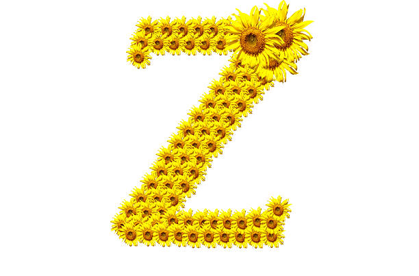 "Z" sunflower alphabet stock photo