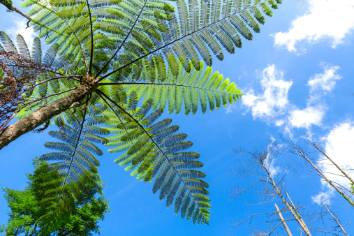 Tree ferns in blue sky