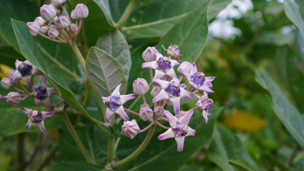 istock Calotropis gigantea blooming on a tree 1839089434