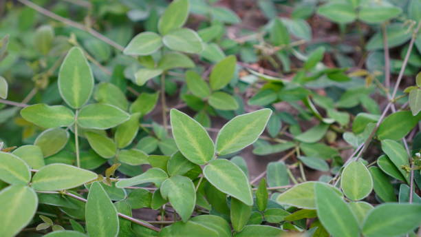 istock Desmodium incanum in the field 1839095394