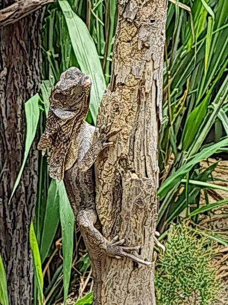istock Palm Cove Crocodile sanctuary in Queensland 2022 1839123155