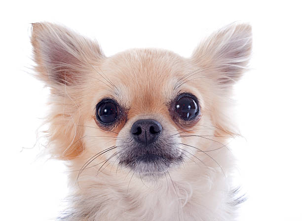 istock puppy chihuahua 183915984