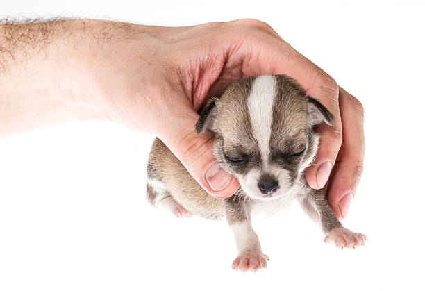 istock Funny puppy Chihuahua poses on a white background 183916043