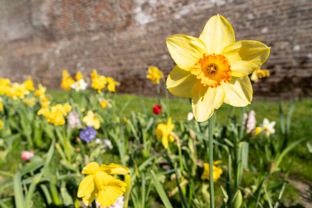 istock Dutch daffodils on a sunny day in spring 1839184360