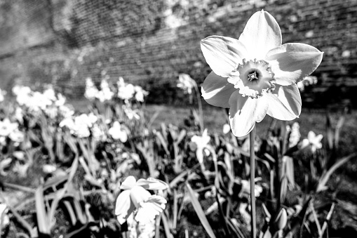 Dutch daffodil in the park in black and white