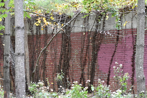 Vines Growing on Side of Abandoned Brick Building in Bronx, New York