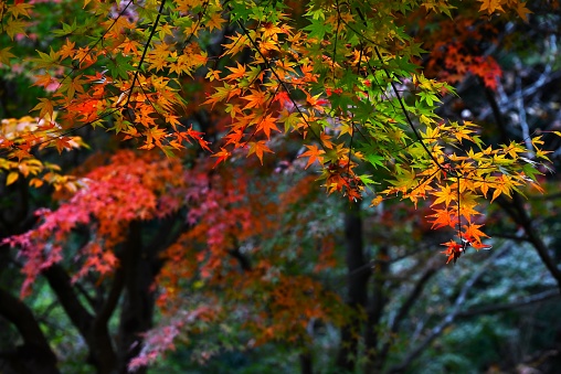 Leaf-peeping is called 'Momiji-gari' in Japan. Japanese people value the seasons, and enjoy cherry blossom viewing in the spring, and go to see the autumn leaves in the fall.
