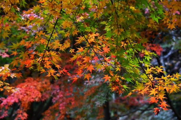 istock Leaf-peeping is called 'Momiji-gari' in Japan. 1839221823