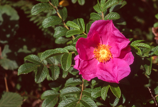 Hot pink flower of Nootka rose, Rosa nutkana. Heceta Heand, Oregon, USA.