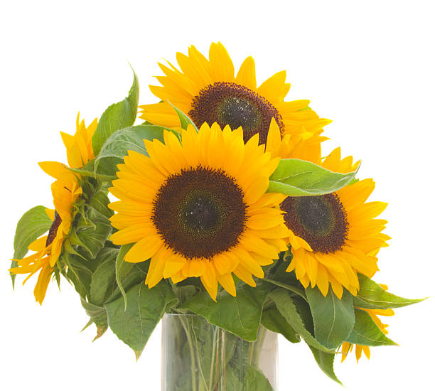 istock sunflowers bouquet in vase 183923522