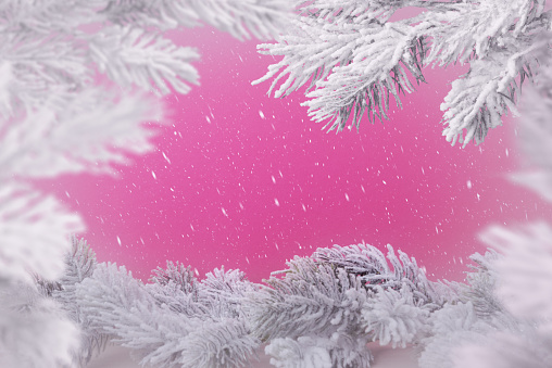 Christmas background with fir tree frosty branches over pink background with copy space. Xmas and New Year greeting concept