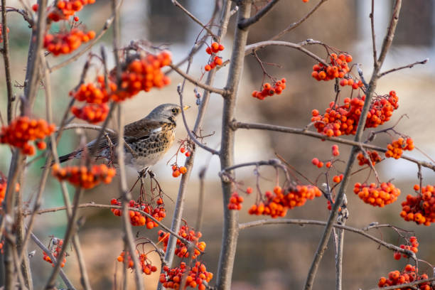 istock A fieldfare thrush sits on a branch among red berries. 1839243421